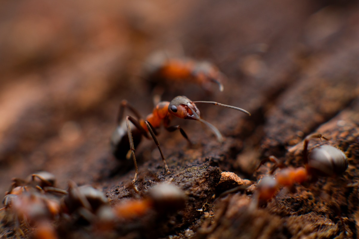 Ants — pest identification