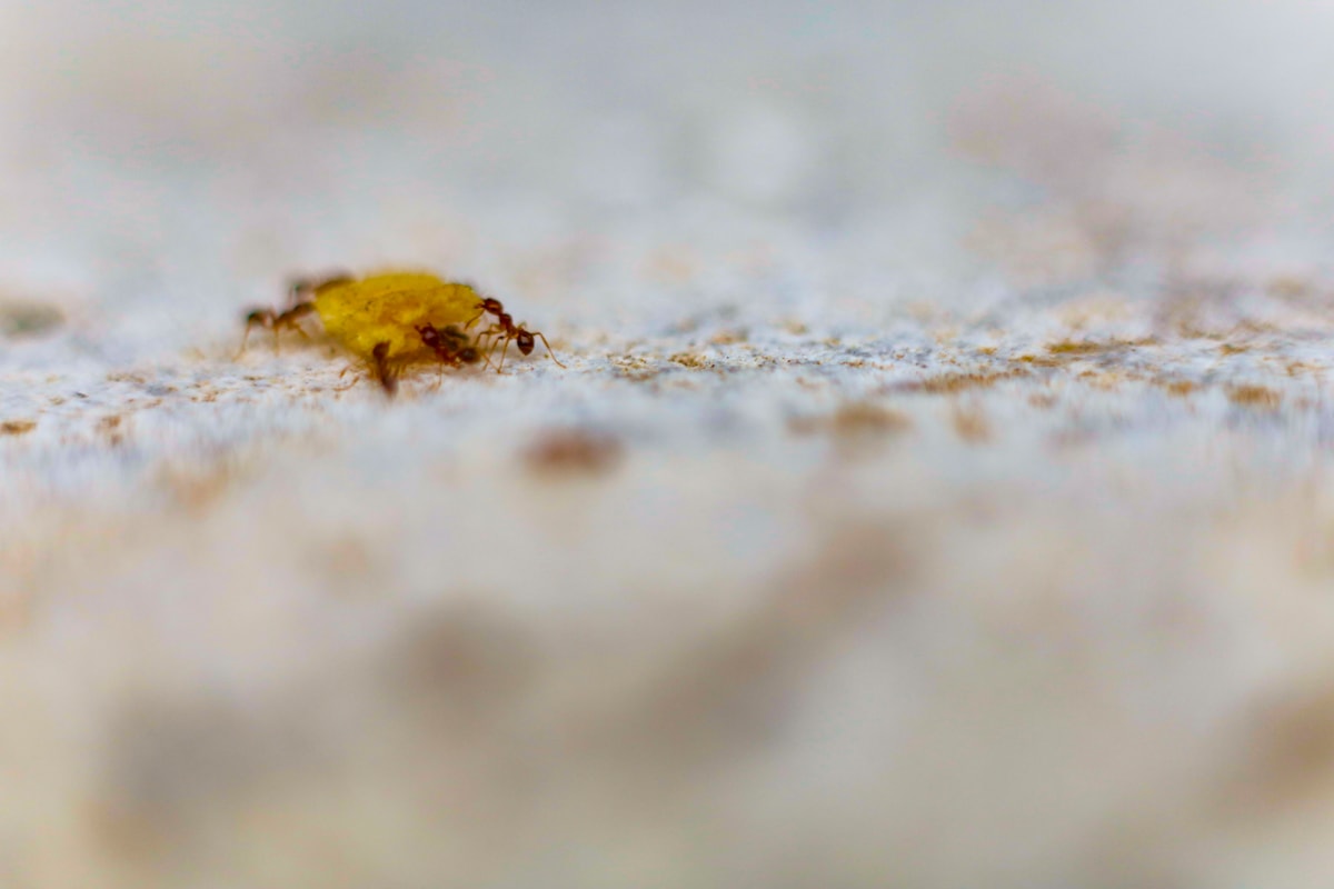 Macro photograph of a small insect — bed bugs are pinhead-sized but the bite pattern is what gives them away