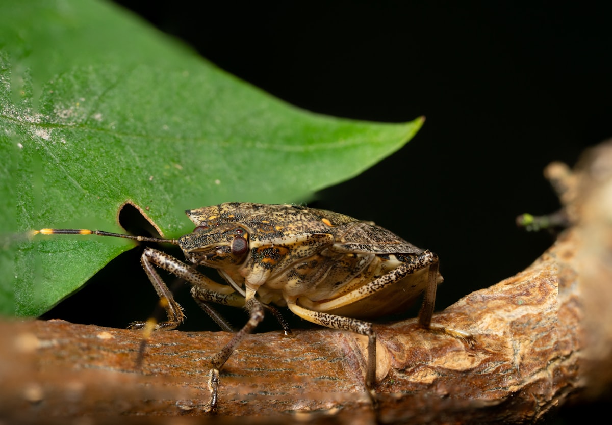 Cockroaches — pest identification