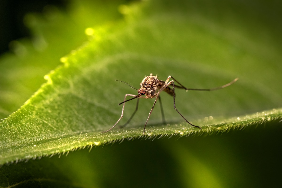 Macro photograph of a mosquito — the Aedes and Culex species are year-round in Central Florida