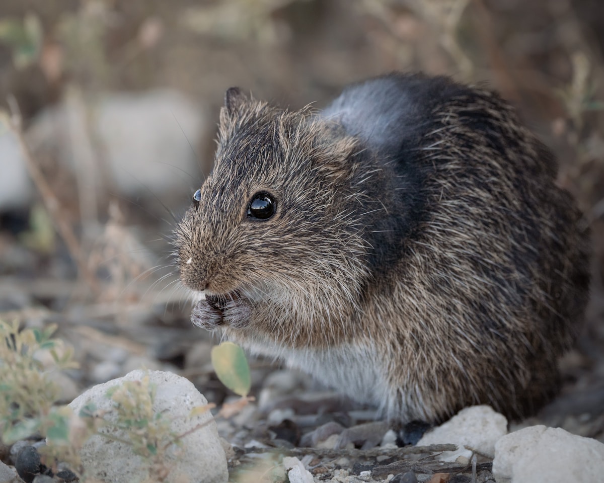 A small rodent in natural environment — the roof rat is the most common Lakeland attic invader