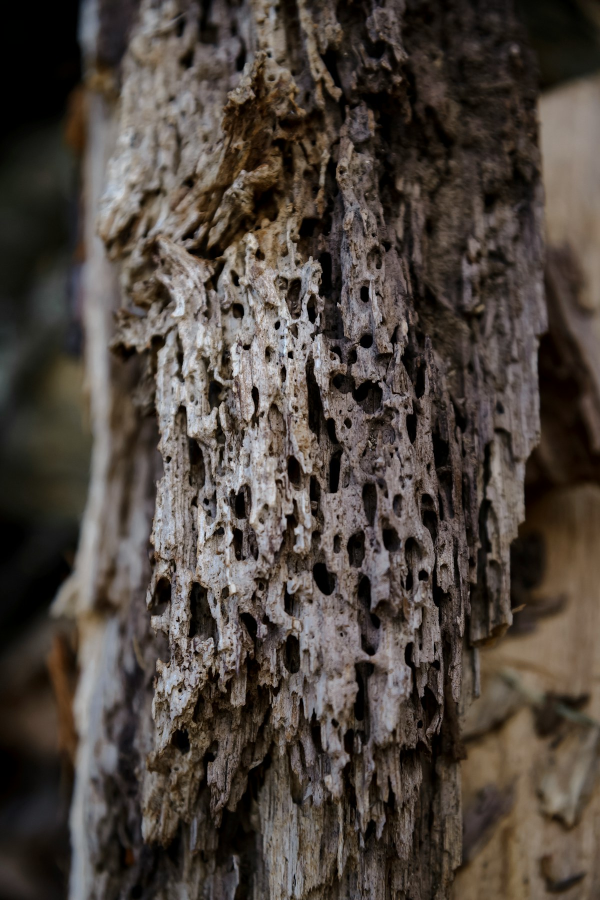 Macro photograph of insect-damaged wood — close to what drywood termite frass leaves behind